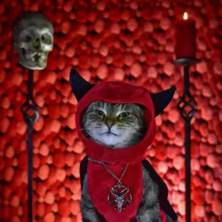 😈 Katze, Teufel, Halloween, Haustier, Tier, Kostüm, Schädel, Kerze telegram sticker