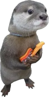 🎸 wydra, zwierzę, słodkie, śmieszne, kreskówka telegram sticker