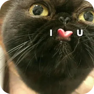 🌟 I U gato, animal de estimação, animal, amor, engraçado, fofo telegram sticker