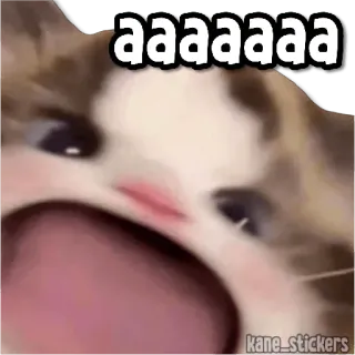 😀 aaaaaaa 猫, 表情包, 尖叫, 搞笑 whatsapp sticker