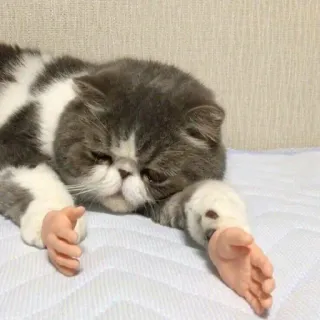 😔 cat, hands, funny, animal, cute telegram sticker