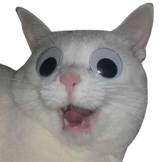 😜 แมว, ตาโต, ตลก, สัตว์, สัตว์เลี้ยง telegram sticker