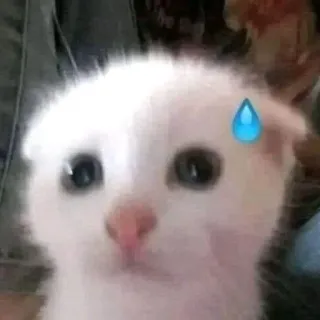 😓 кот, котенок, капля пота, милый, животное, мем, эмоциональный, каваи telegram sticker