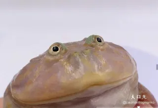 ☺️ grenouille, animal, grenouille Pacman, mignon, animal de compagnie whatsapp sticker
