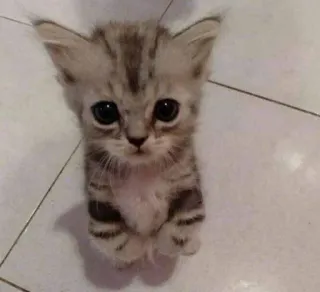 🤩 kitten, cat, animal, cute, pet, domestic animal telegram sticker