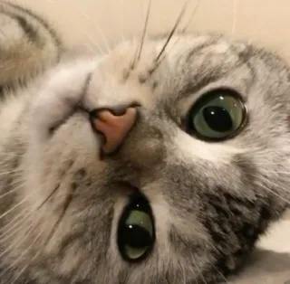 🦄 gato, mascota, animal, gato doméstico, lindo, ojos telegram sticker