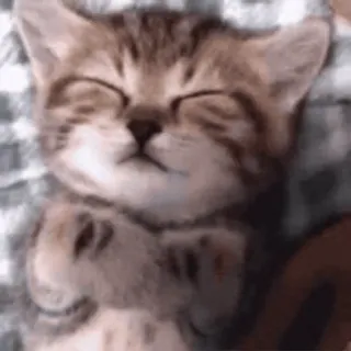 💤 cat, kitten, sleeping, animal, cute, pet whatsapp sticker