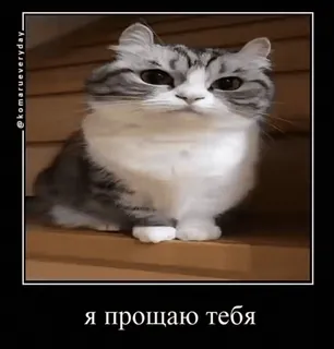😅 Я прощаю тебя gato, perdão, animal de estimação, animal, fofo, animal doméstico, felino whatsapp sticker
