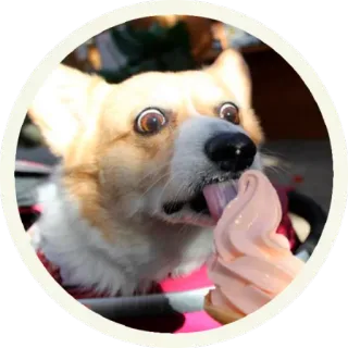 🍡 собака, корги, мороженое, еда, милый, животное whatsapp sticker