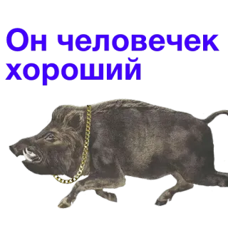 👱 Он человечек хороший jabalí, cerdo, cadena, animal, ruso, texto telegram sticker