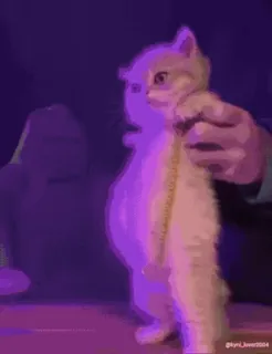 💃 猫, 小猫, 站立, 可爱, 动物, 宠物, 搞笑 whatsapp sticker