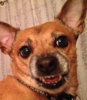 🤢 cane, chihuahua, animale domestico, animale, ritratto, carino telegram sticker