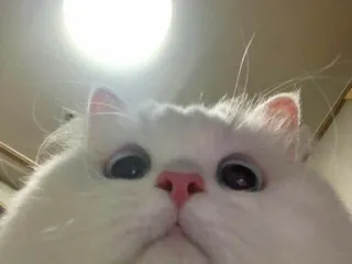 ✨ gato, gato branco, fofo, animal, animal de estimação, close-up, engraçado, meme telegram sticker