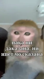 ☺️ пака ни даказана, ни ищет чо сказана ลิง, สัตว์, มีม, ตลก, ลิงใหญ่ telegram sticker
