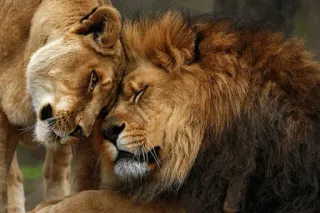 😍 львы, животные, пара, любовь, нежность telegram sticker