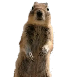 🐿 animal, cute, squirrel, rodent, nature telegram sticker