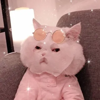 🐱 Katze, Brille, Rosa, Tier, Süß, Haustier telegram sticker