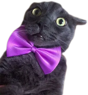Эти ебучие коты whatsapp stickers