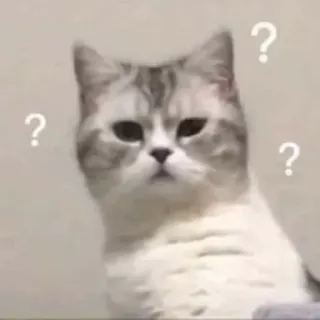 ❓ 猫, 質問, 混乱, ペット, 動物 telegram sticker