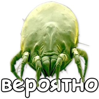 🐞 вероятно mite, insect, microscopic, bug, biology, science telegram sticker