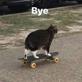 🛹 Bye gatto, skateboard, animale, divertente, meme, addio telegram sticker