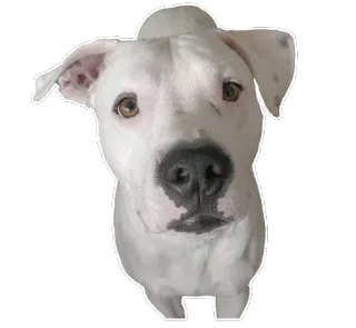 🐶 cão, cão branco, animal de estimação, animal, fofo, filhote, retrato whatsapp sticker