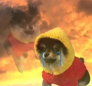 🌟 perro, triste, llorando, animal, mascota whatsapp sticker