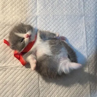 💤 kitten, cat, pet, animal, cute, red ribbon, baby animal, small, sleeping telegram sticker