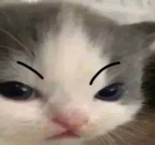 🐱 Katze, Kätzchen, wütend, lustig, Meme, Haustier, Tier whatsapp sticker