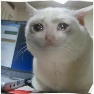 🥺 Katze, weinend, Meme, traurig telegram sticker