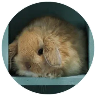 😒 bunny, rabbit, animal, pet, cute, fluffy, domestic animal telegram sticker