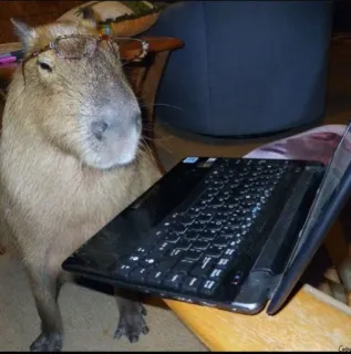 💻 Capybara, Lunettes, Ordinateur portable, Ronrongeur, Animal whatsapp sticker