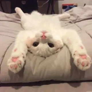 🤗 猫, 子猫, 動物, かわいい, ペット, 白, ペット telegram sticker