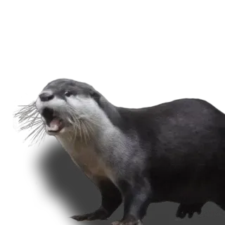 😮 выдра, животное, дикая природа, млекопитающее, природа, вода, милый, калан telegram sticker