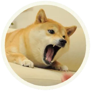😡 Doge perro, shiba inu, meme, doge, animal, mascota telegram sticker