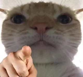 👆 cat, pointing, finger, meme, animal, funny telegram sticker