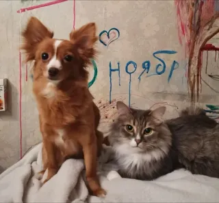 👩‍❤️‍👨 ноября собака, кошка, животные, питомцы, ноябрь telegram sticker