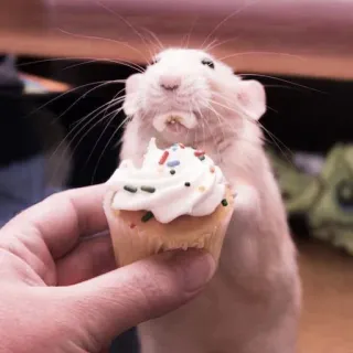 🤏 rat, cupcake, animal, food, cute, rodent, dessert, white telegram sticker