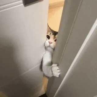 😐 cat, door, cute, animal, pet telegram sticker