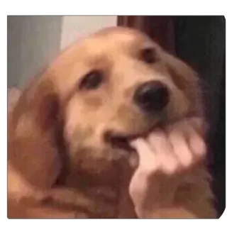 😳 Hund, Golden Retriever, denkend, süß, Haustier telegram sticker
