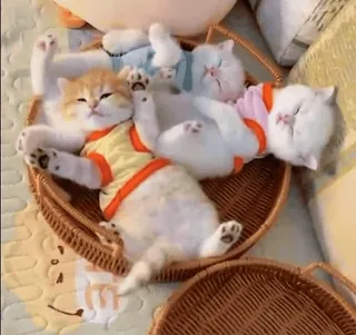 😴 chats, chatons, dormir, panier, mignon, animaux, animaux de compagnie whatsapp sticker