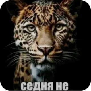 Больше стиков тут: @stikery4 telegram stickers