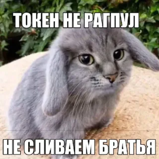 🤩 ТОКЕН НЕ РАГПУЛ
НЕ СЛИВАЕМ БРАТЬЯ cat, bunny, meme, animal, crypto telegram sticker