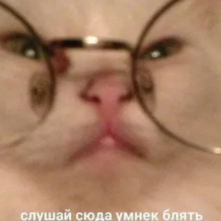 🌟 слушай сюда умнек блять gatto, occhiali, russo, offensivo telegram sticker