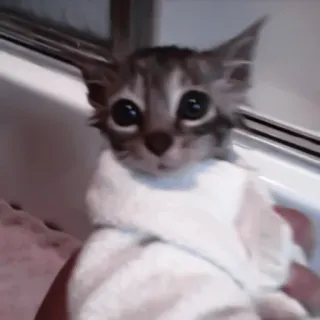 🐈 kot, kociak, słodki, zwierzę domowe, zwierzę, kąpiel, ręcznik telegram sticker