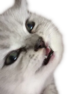 😟 kitten, cat, cute, pet, animal, feline telegram sticker