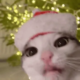 🤩 kucing, natal, topi santa, hewan, meriah whatsapp sticker