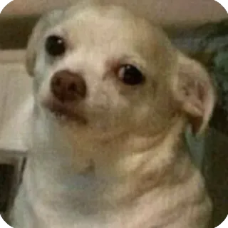 😐 Hund, Chihuahua, süß, Tier, Haustier whatsapp sticker