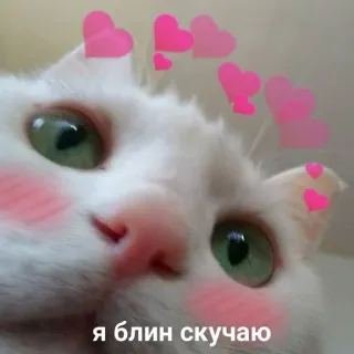 🩹 я блин скучаю Katze, süß, Herzen, rosa, Tier whatsapp sticker