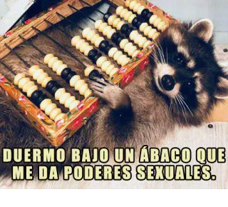 😏 DUERMO BAJO UN ÁBACO QUE ME DA PODERES SEXUALES. rakun, sempoa, lucu, meme, binatang whatsapp sticker